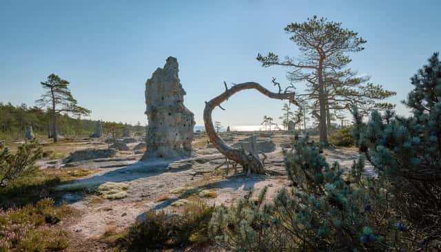 Skogsfastigheter i Gotlands län