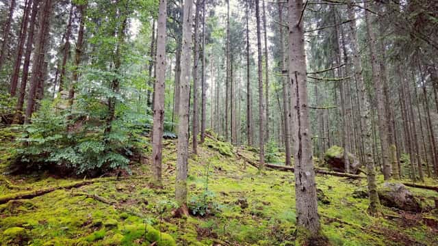 Skogsfastigheter i Kronobergs län
